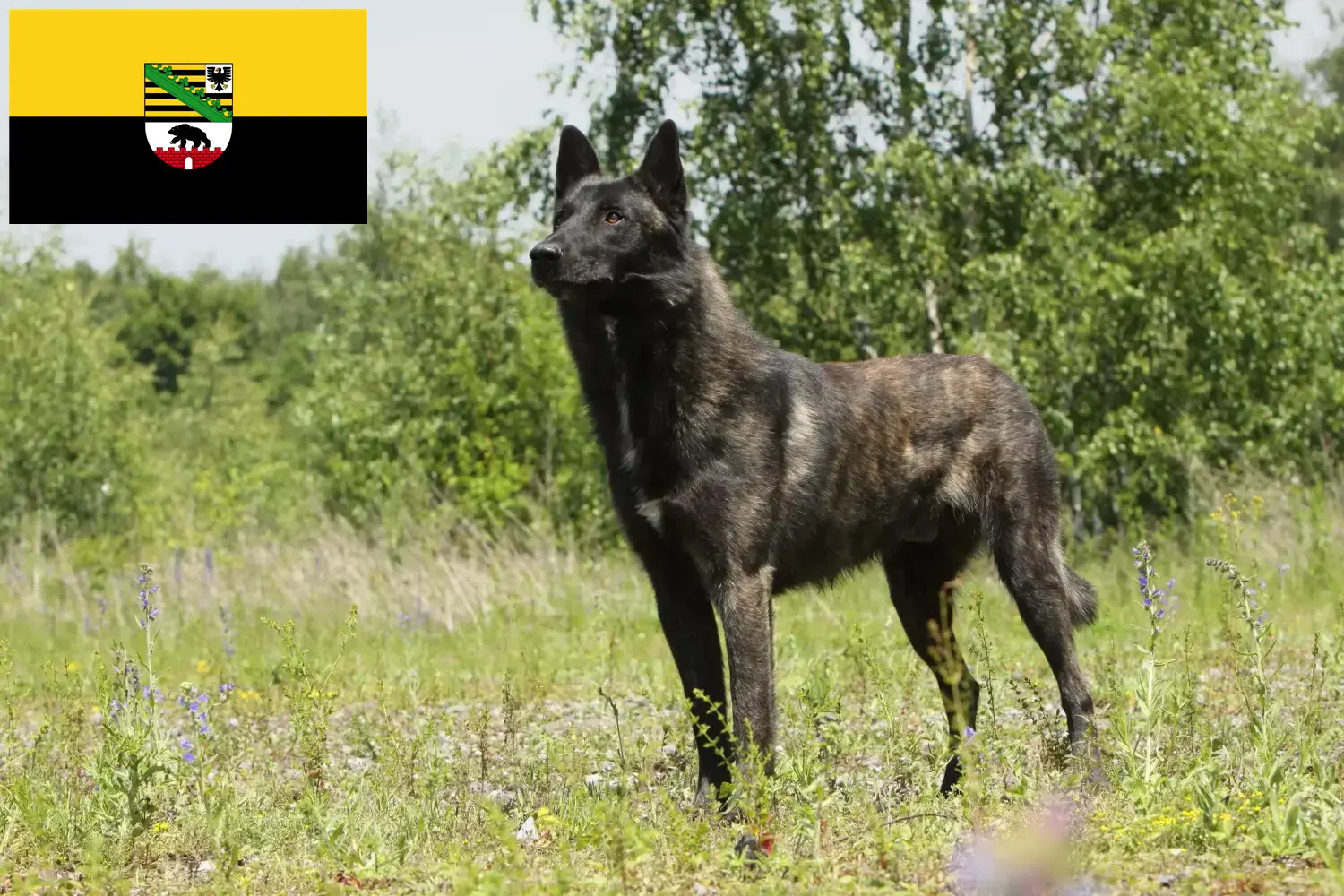 Hollandse Herdershond cachorros e criadores Saxónia-Anhalt Aqui pode encontrar criadores de Herdershonden holandeses em Saxónia-Anhalt.