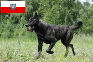 Read more about the article Hollandse Herdershond criadores e cachorros em Thuringia