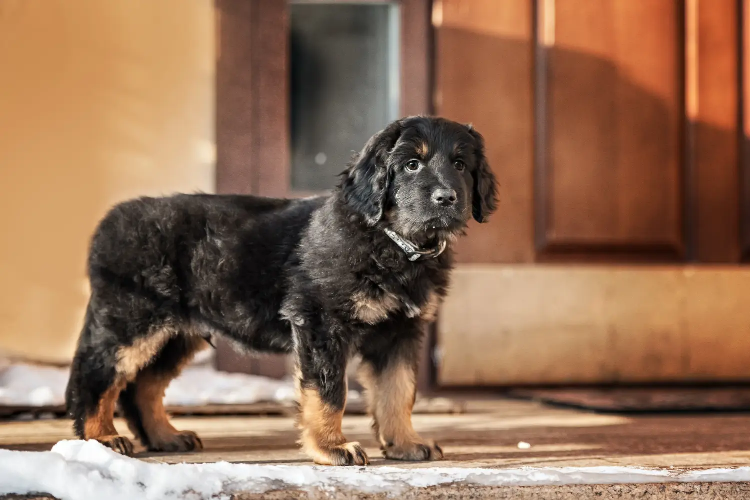 Comprar um cachorro Hovawart significa assumir a responsabilidade! Comprar cachorros Hovawart.
