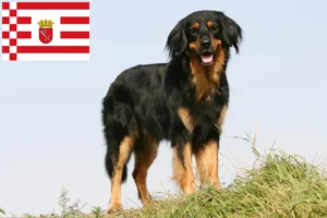 Read more about the article Criador de Hovawart e cachorros em Bremen