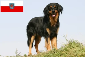 Read more about the article Criadores de Hovawart e cachorros na Turíngia