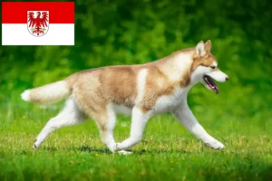 Read more about the article Criadores de Husky e cachorros em Brandenburg