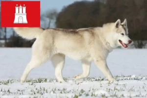 Read more about the article Criadores de Husky e cachorros em Hamburgo