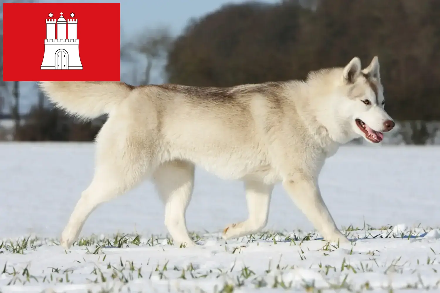 Husky cachorros e criadores Hamburgo Aqui pode encontrar criadores de Husky em Hamburgo.