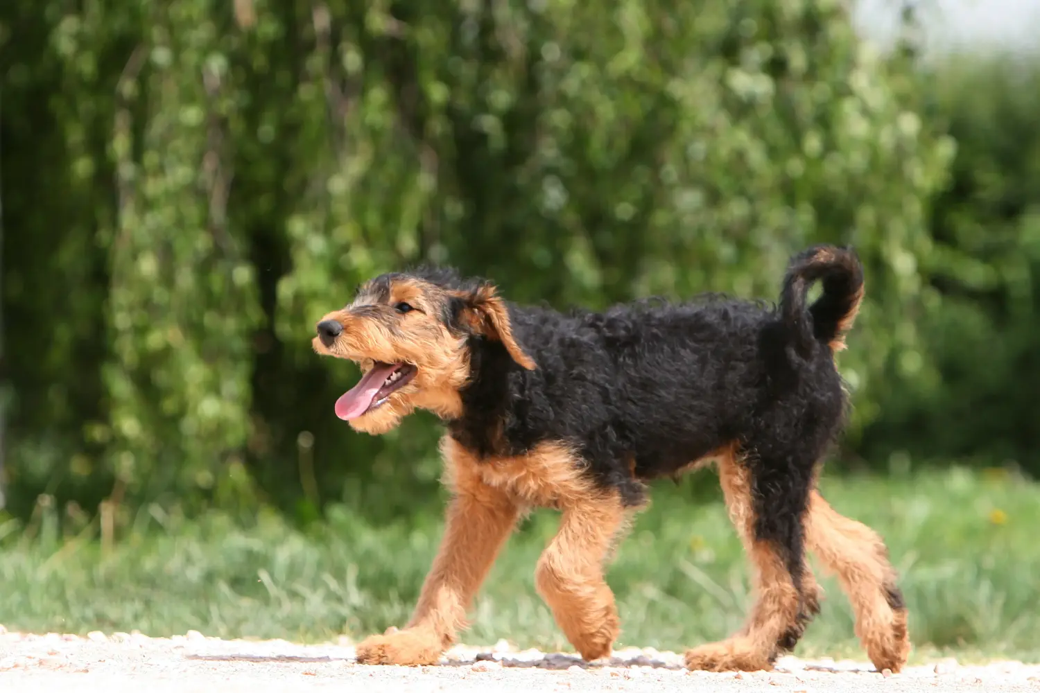 Comprar um cachorro Airedale Terrier significa assumir responsabilidades! Comprar cachorros de Airedale Terrier.