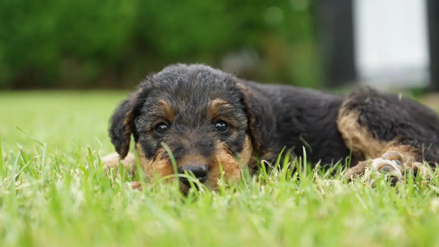 Comprar um cachorro Airedale Terrier significa assumir responsabilidades! Comprar cachorros de Airedale Terrier.