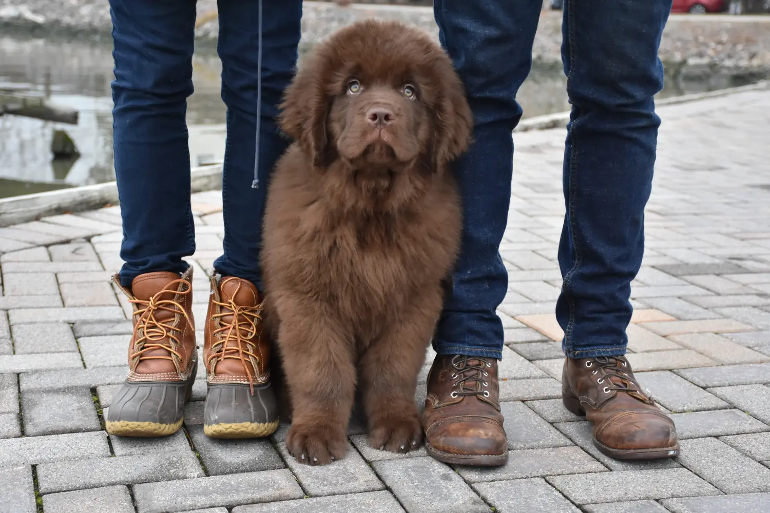 Comprar um cachorro Terra Nova significa assumir responsabilidades! Comprar cachorros Terra Nova.