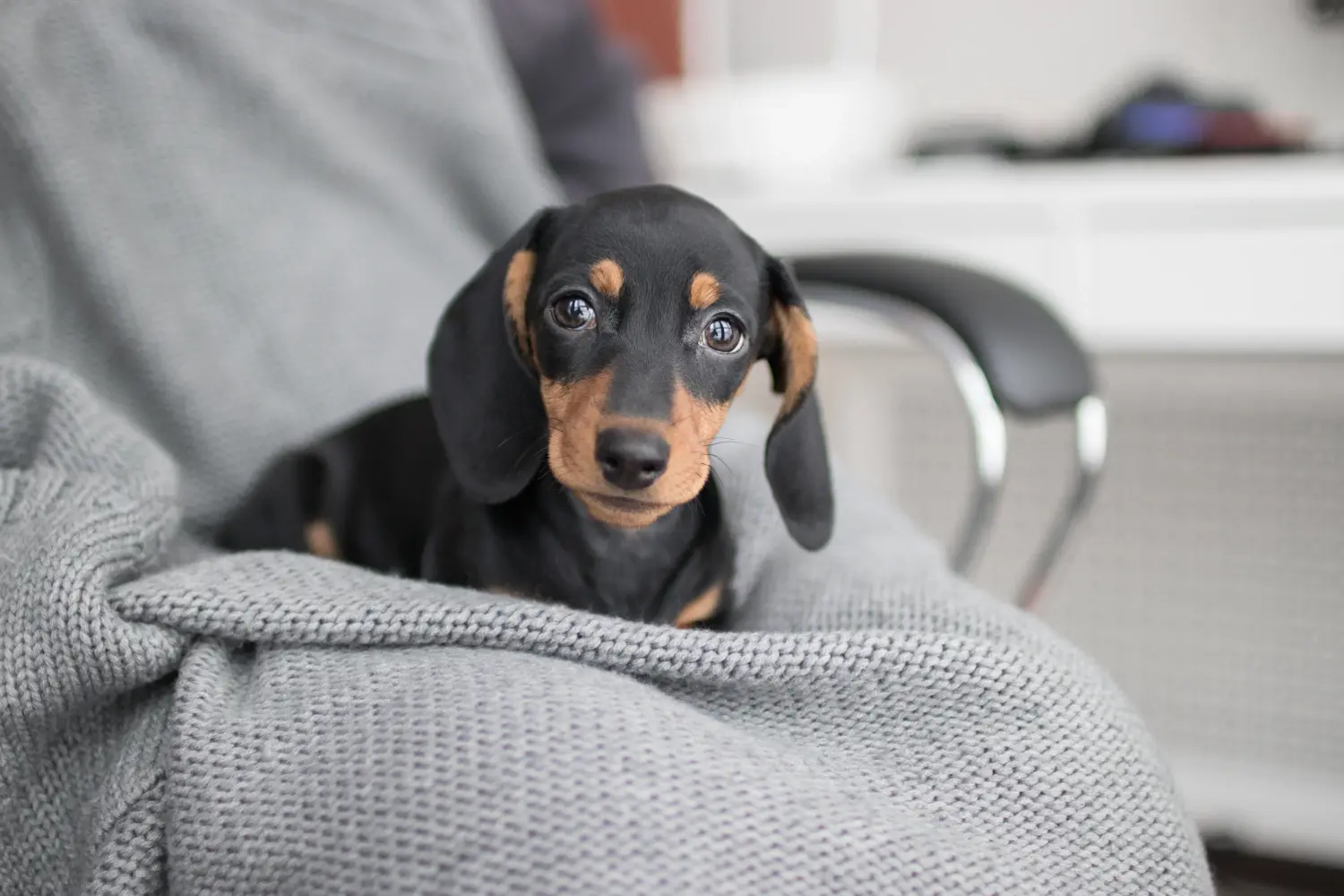 Comprar um cachorro Teckel significa assumir responsabilidades! Comprar cachorros dachshund.