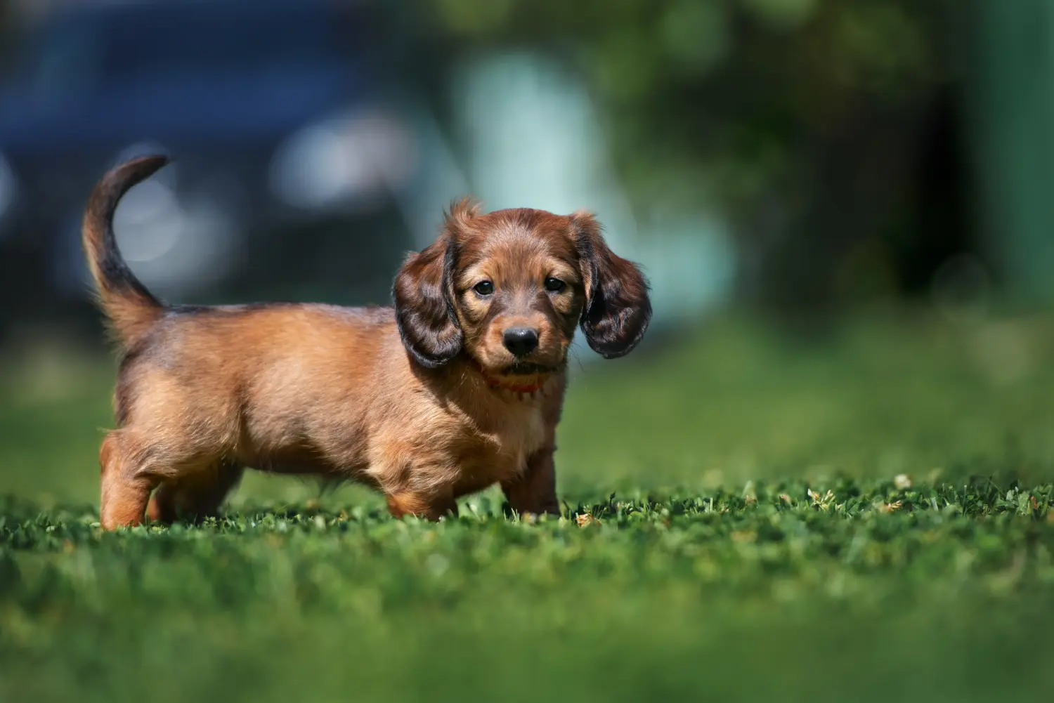 Comprar um cachorro Teckel significa assumir responsabilidades! Comprar cachorros dachshund.