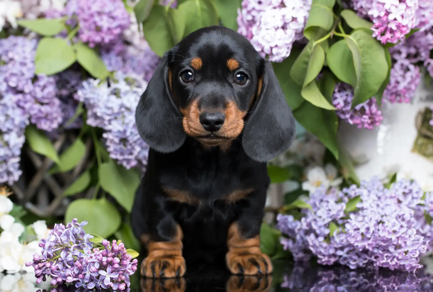 Comprar um cachorro Teckel significa assumir responsabilidades! Comprar cachorros dachshund.