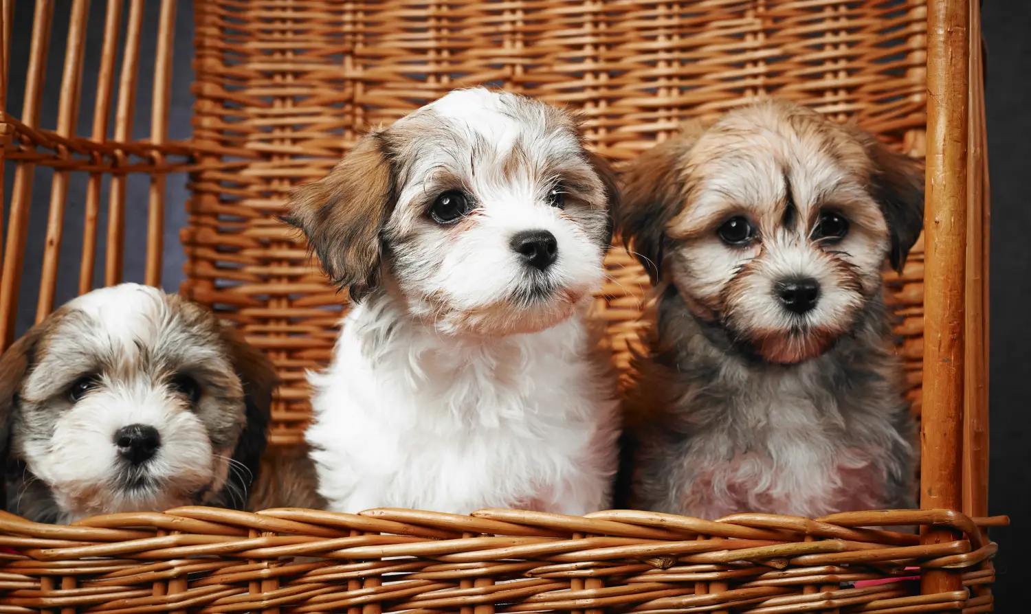 Comprar um cachorro Havanês significa assumir responsabilidades! Comprar cachorros de raça Havanesa.