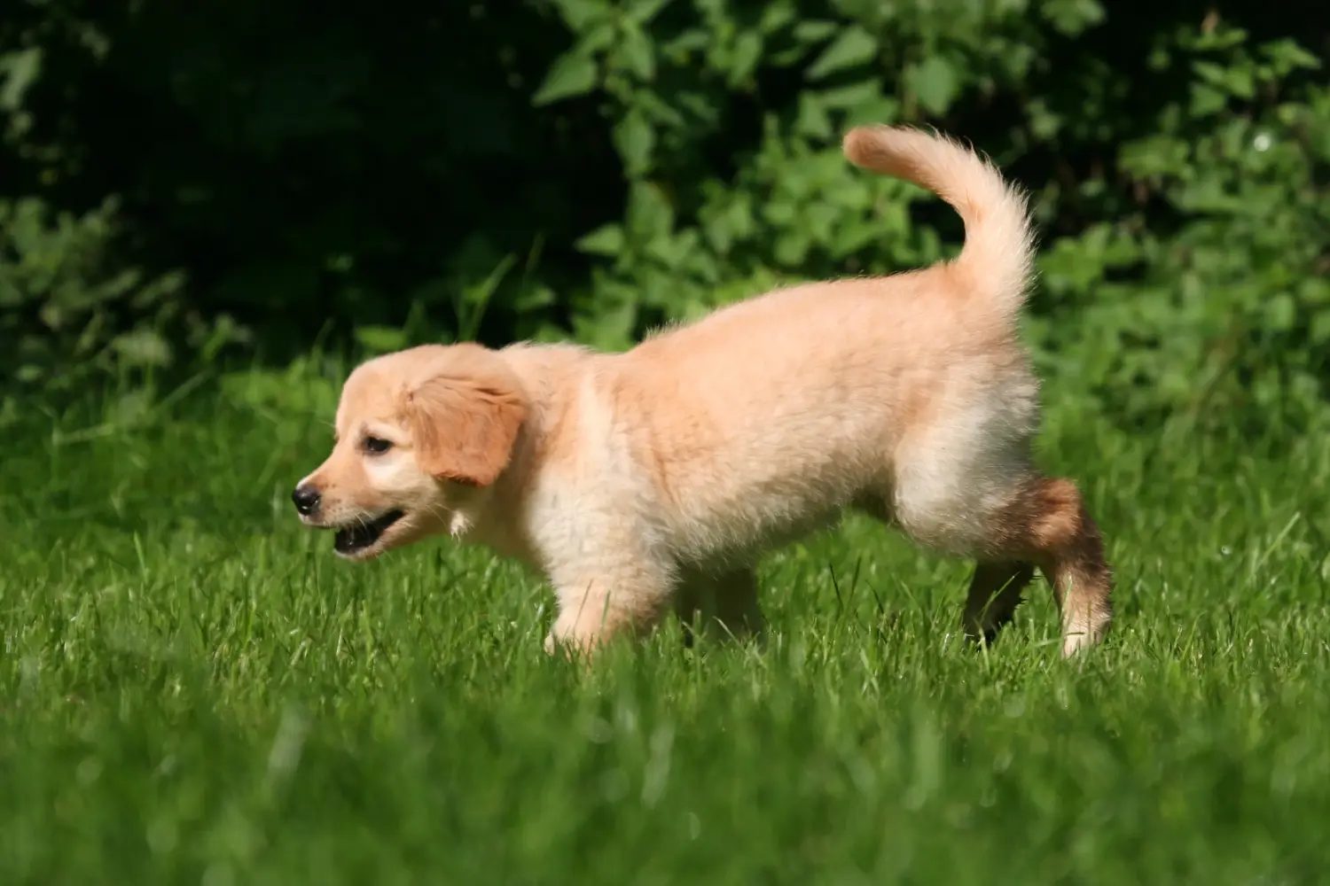 Comprar um cachorro Hovawart significa assumir a responsabilidade! Comprar cachorros Hovawart.