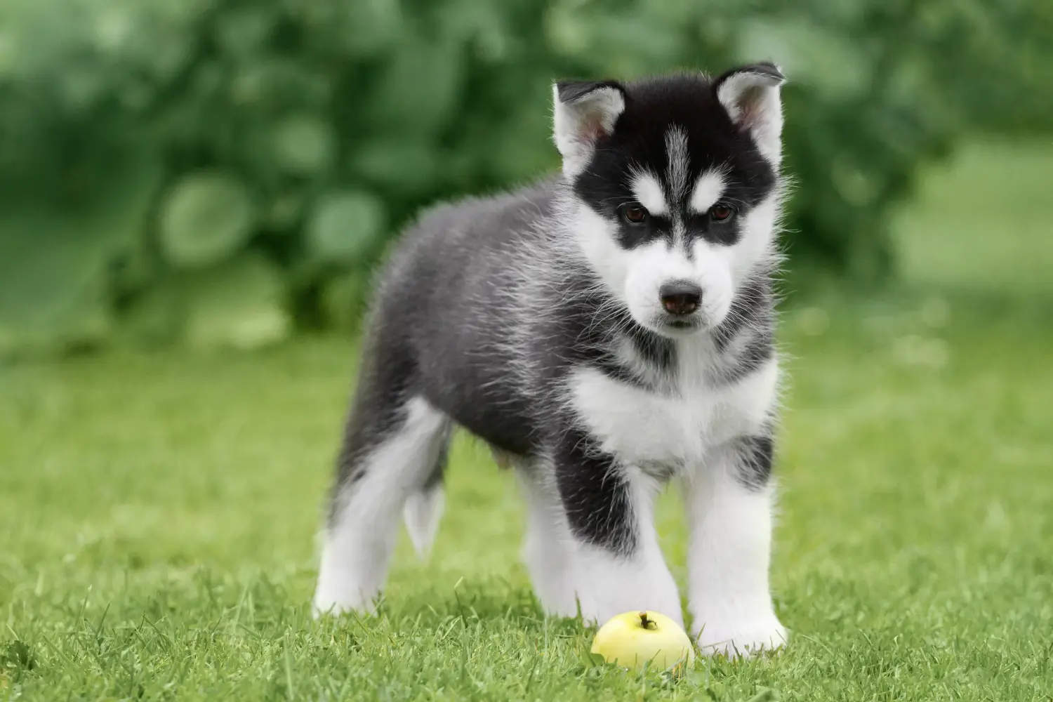 Comprar um cachorro Husky significa assumir responsabilidades! Comprar cachorros Husky.