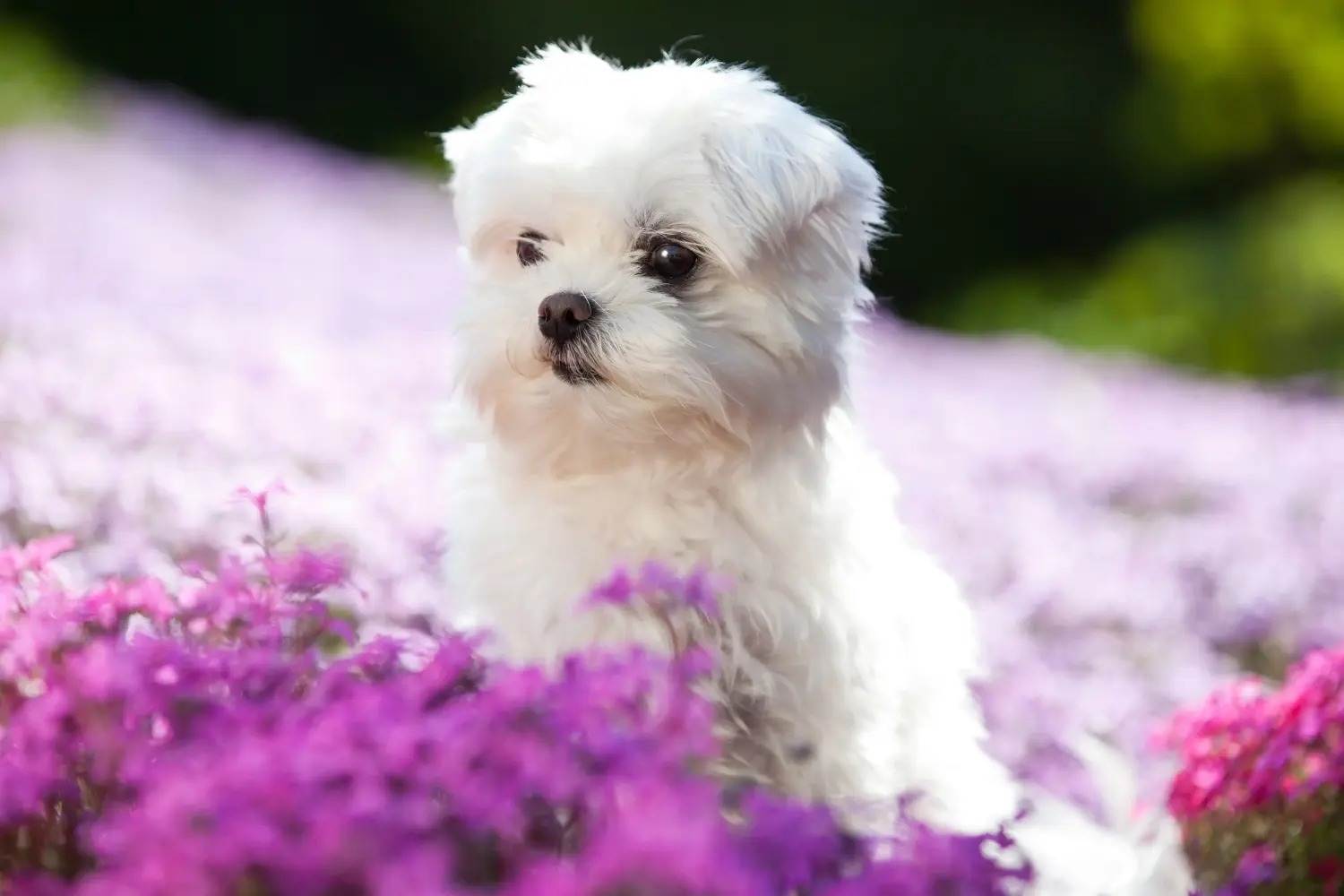 Comprar um cachorro maltês significa assumir a responsabilidade! Comprar cachorros malteses.