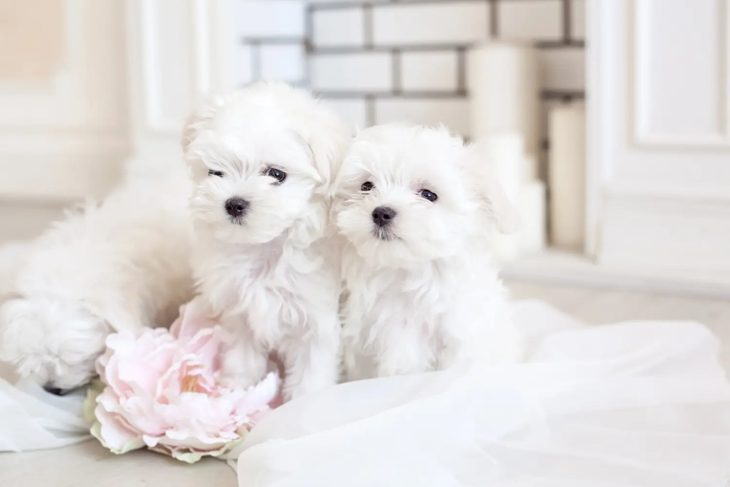 Comprar um cachorro maltês significa assumir a responsabilidade! Comprar cachorros malteses.
