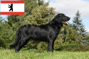 Read more about the article Flat Coated Retriever criadores e cachorros em Berlim