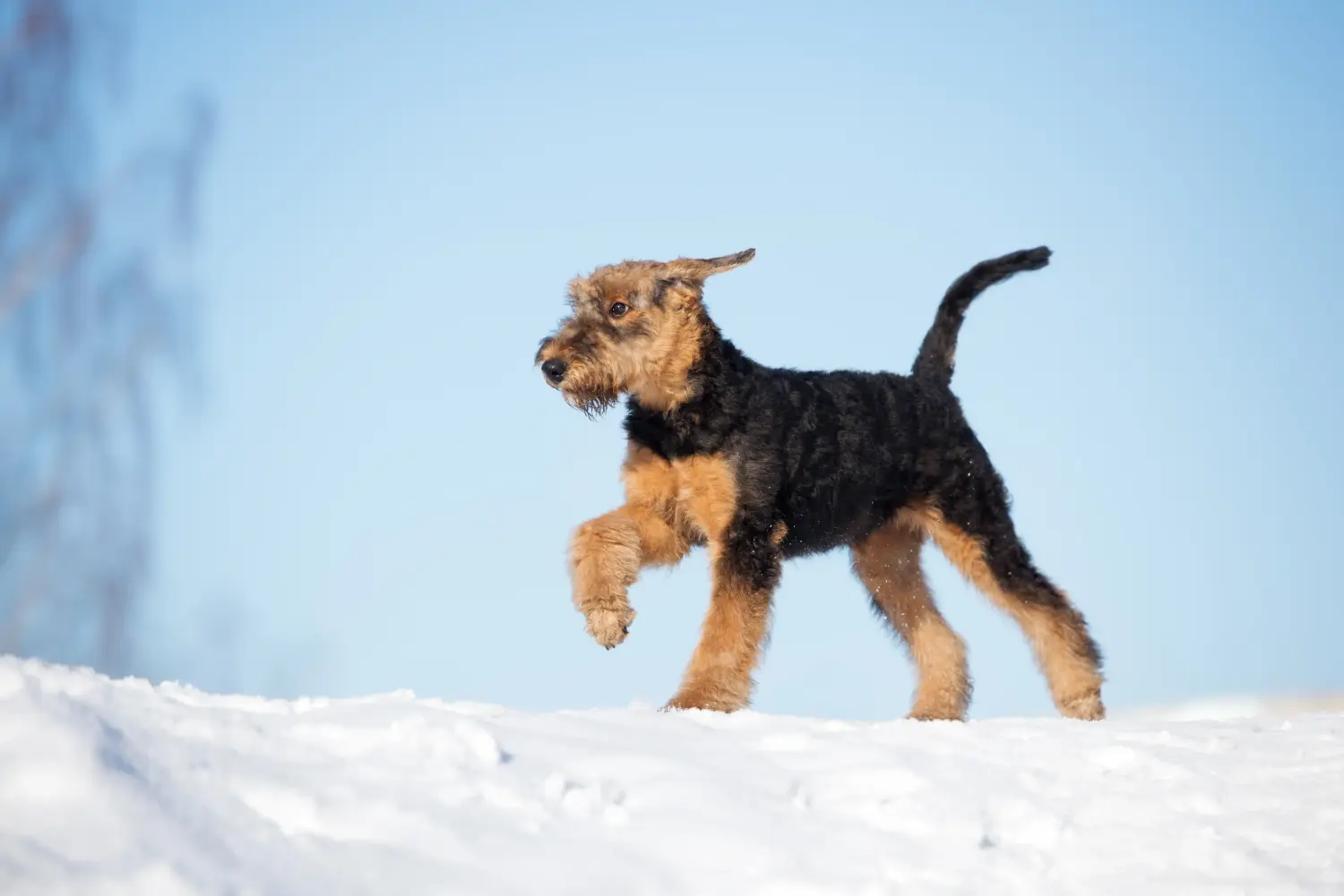 Comprar um cachorro Airedale Terrier significa assumir responsabilidades! Comprar cachorros de Airedale Terrier.