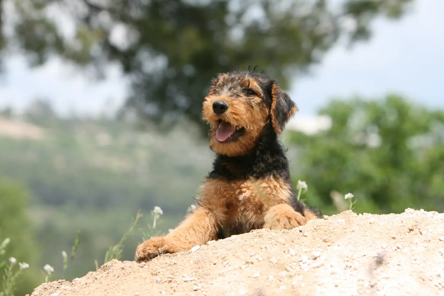 Comprar um cachorro Airedale Terrier significa assumir responsabilidades! Comprar cachorros de Airedale Terrier.