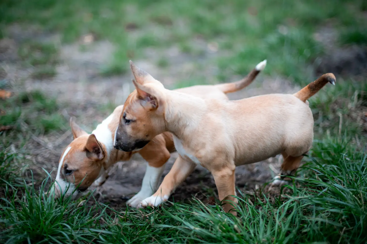 Comprar um cachorro Bull Terrier Miniatura significa assumir responsabilidades! Comprar cachorros Bull Terrier miniatura.