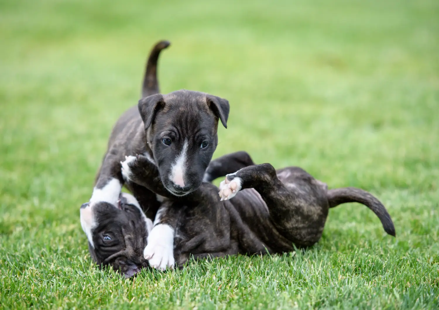 Comprar um cachorro Bull Terrier Miniatura significa assumir responsabilidades! Comprar cachorros Bull Terrier miniatura.
