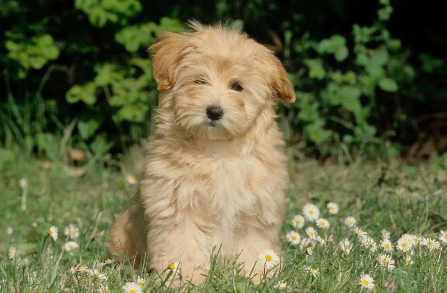 Comprar um cachorro Havanês significa assumir responsabilidades! Comprar cachorros de raça Havanesa.