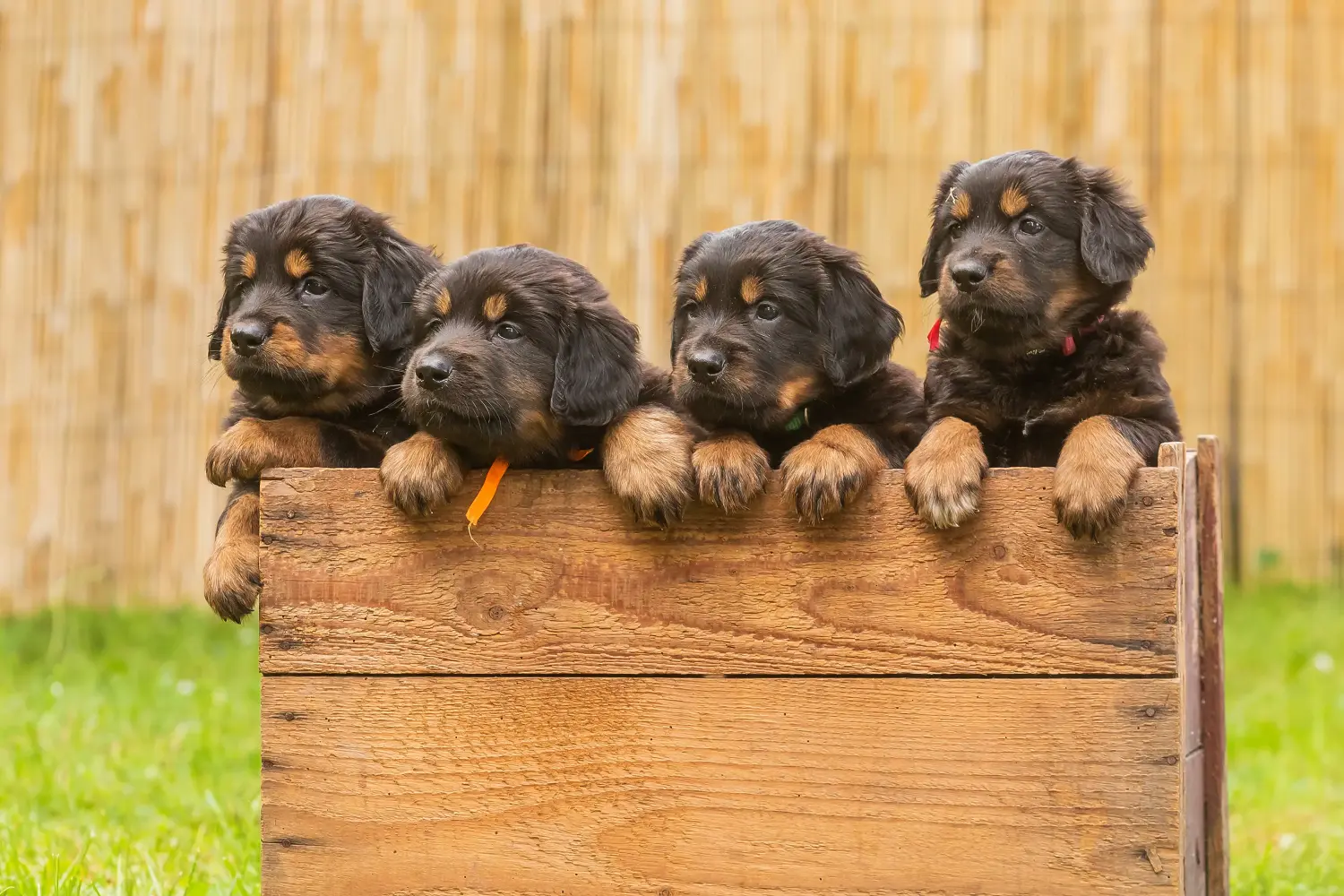 Comprar um cachorro Hovawart significa assumir a responsabilidade! Comprar cachorros Hovawart.