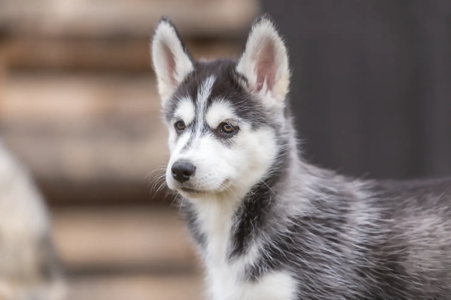 Comprar um cachorro Husky significa assumir responsabilidades! Comprar cachorros Husky.