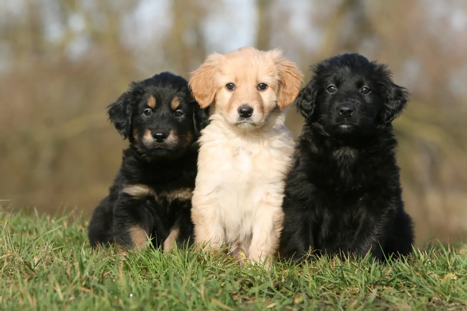 Comprar um cachorro Hovawart significa assumir a responsabilidade! Comprar cachorros Hovawart.