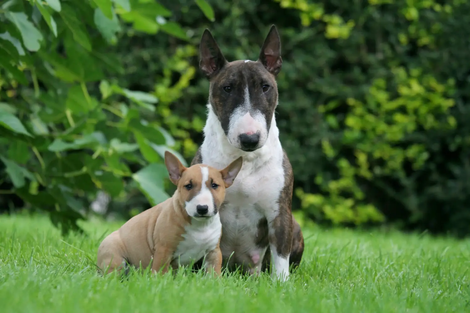 Comprar um cachorro Bull Terrier Miniatura significa assumir responsabilidades! Comprar cachorros Bull Terrier miniatura.