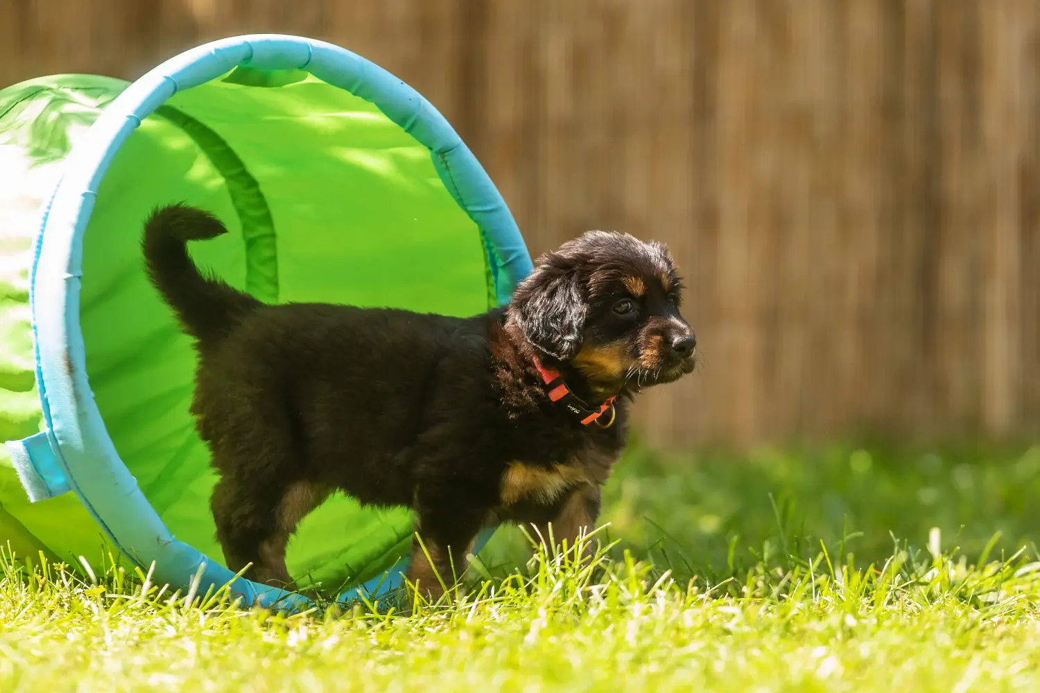 Comprar um cachorro Hovawart significa assumir a responsabilidade! Comprar cachorros Hovawart.