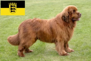 Read more about the article Criadores de Terra Nova e cachorros em Baden-Württemberg