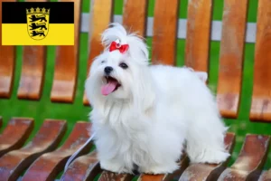 Read more about the article Criadores de Maltês e cachorros em Baden-Württemberg