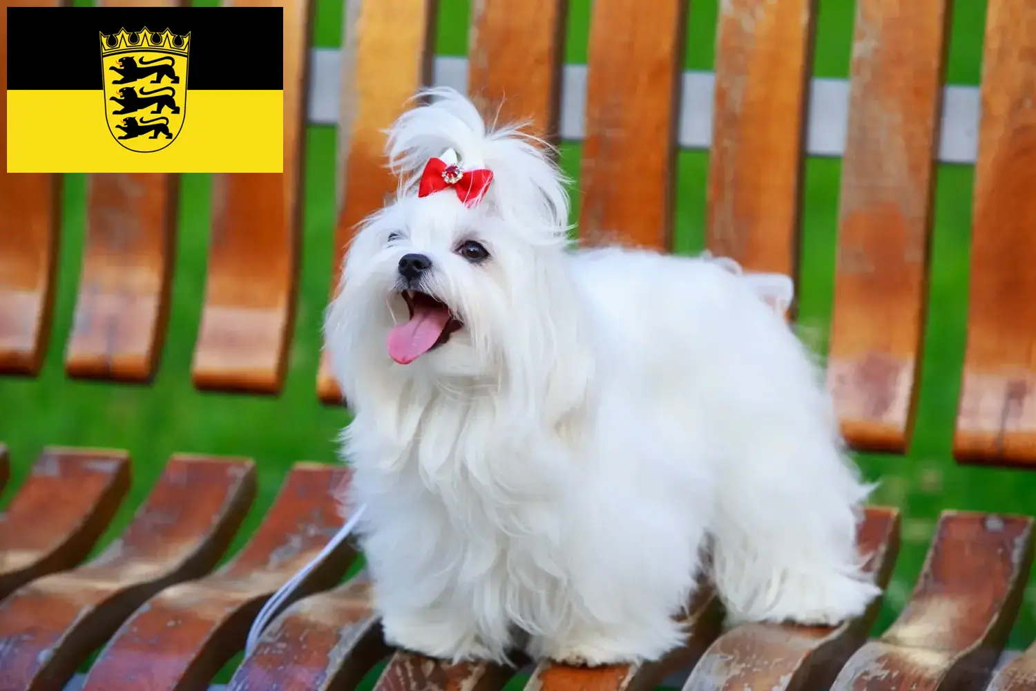 Read more about the article Criadores de Maltês e cachorros em Baden-Württemberg