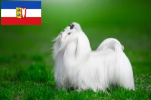 Read more about the article Criadores de Maltês e cachorros em Schleswig-Holstein