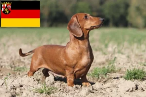 Read more about the article Criadores de Teckel e cachorros em Renânia-Palatinado