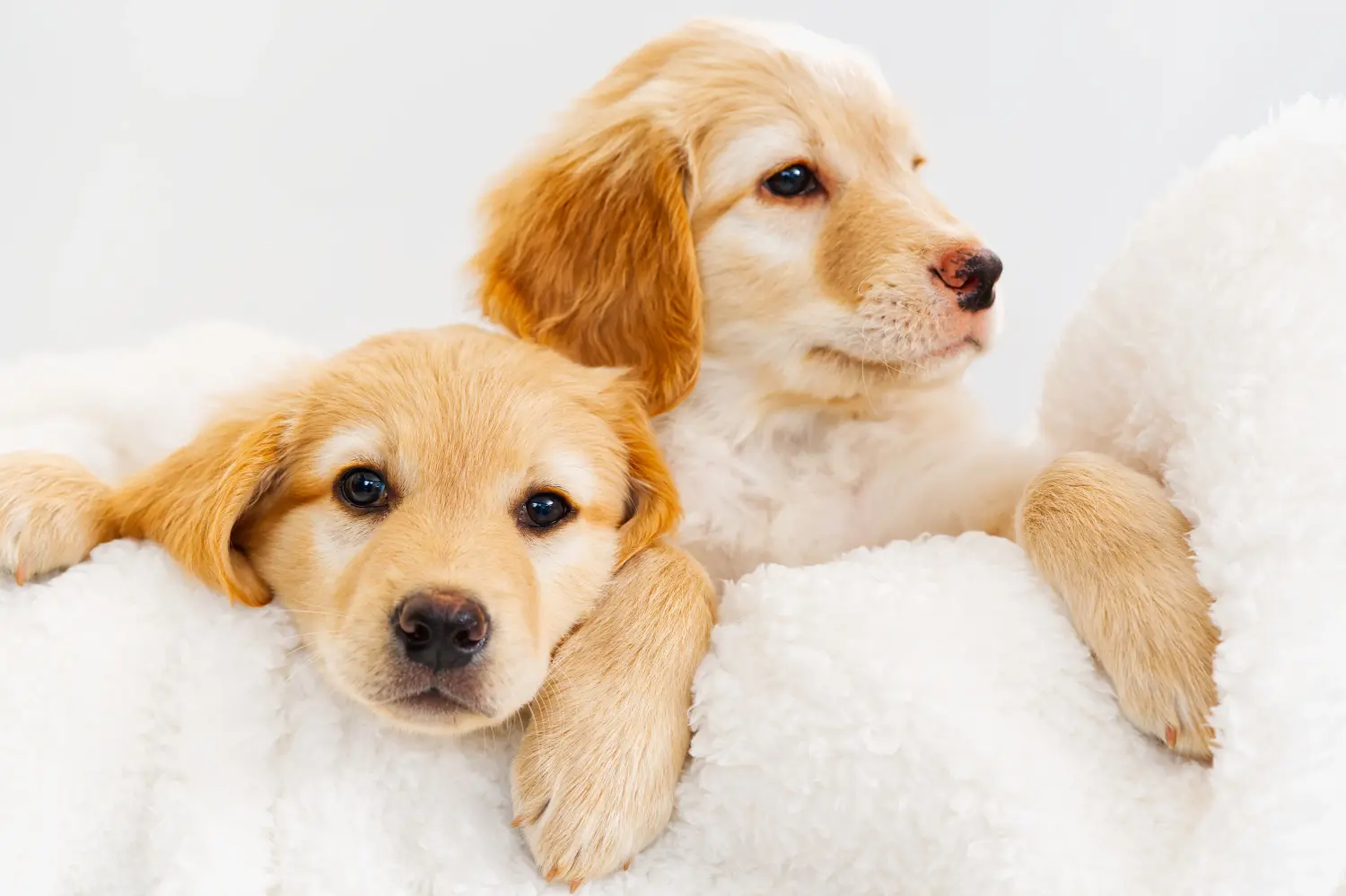 Comprar um cachorro Hovawart significa assumir a responsabilidade! Comprar cachorros Hovawart.