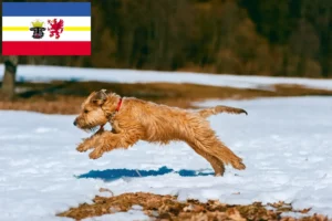 Read more about the article Criadores de Irish Soft Coated Wheaten Terrier e cachorros em Mecklenburg-Vorpommern