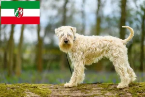 Read more about the article Criadores e cachorros de Irish Soft Coated Wheaten Terrier na Renânia do Norte-Vestefália