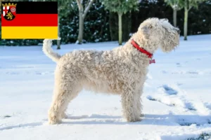 Read more about the article Criadores e cachorros de Irish Soft Coated Wheaten Terrier na Renânia-Palatinado