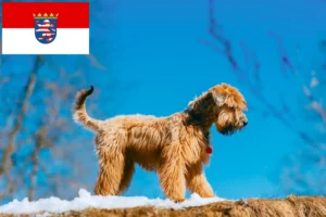 Read more about the article Criadores de Irish Soft Coated Wheaten Terrier e cachorros em Hessen