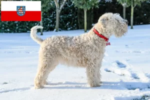 Read more about the article Criadores e cachorros de Irish Soft Coated Wheaten Terrier na Turíngia