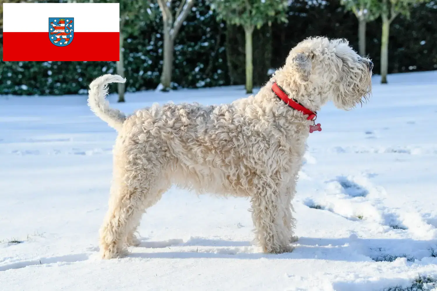 Read more about the article Criadores e cachorros de Irish Soft Coated Wheaten Terrier na Turíngia