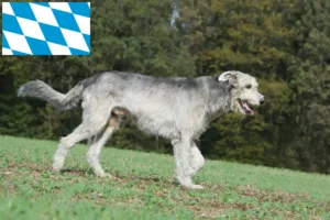 Read more about the article Criadores de Irish Wolfhound e cachorros na Baviera