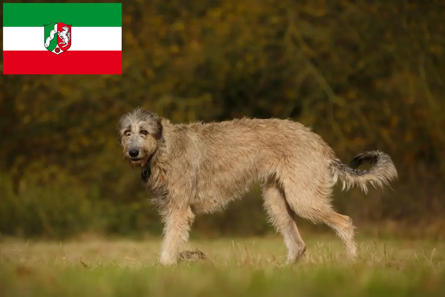 Read more about the article Criadores de Irish Wolfhound e cachorros na Renânia do Norte-Vestefália