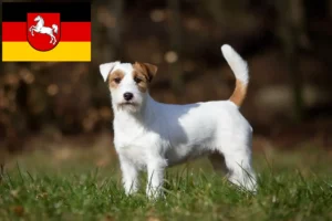 Read more about the article Criadores de Jack Russell e cachorros na Baixa Saxónia