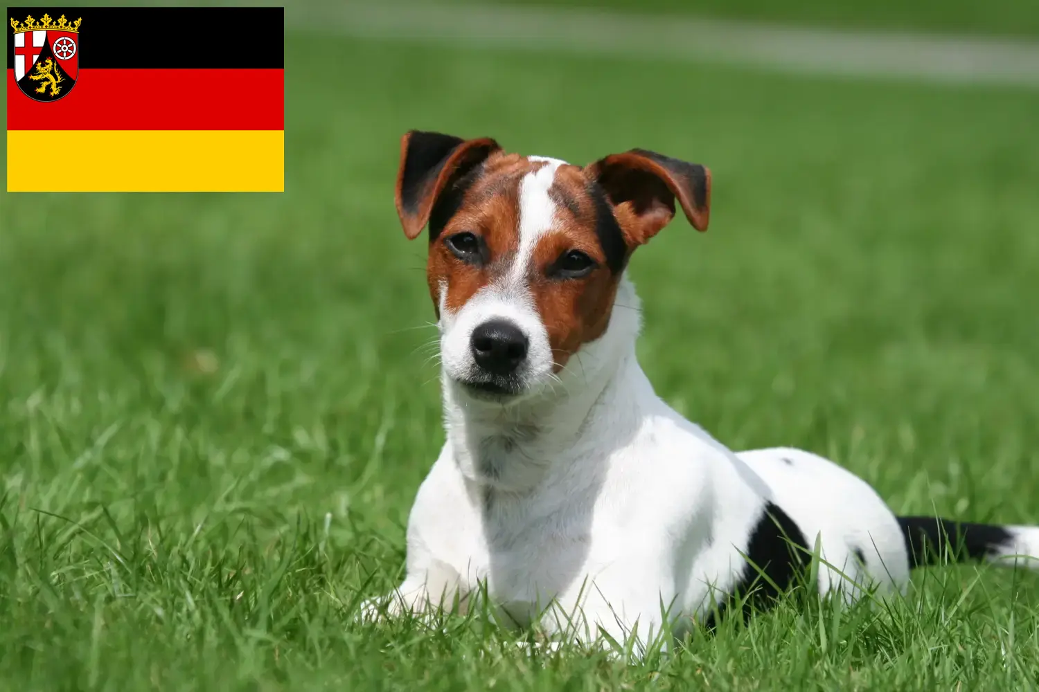 Jack Russell cachorros e criadores Renânia-Palatinado Encontre aqui criadores de Jack Russell em Rhineland-Palatinate.