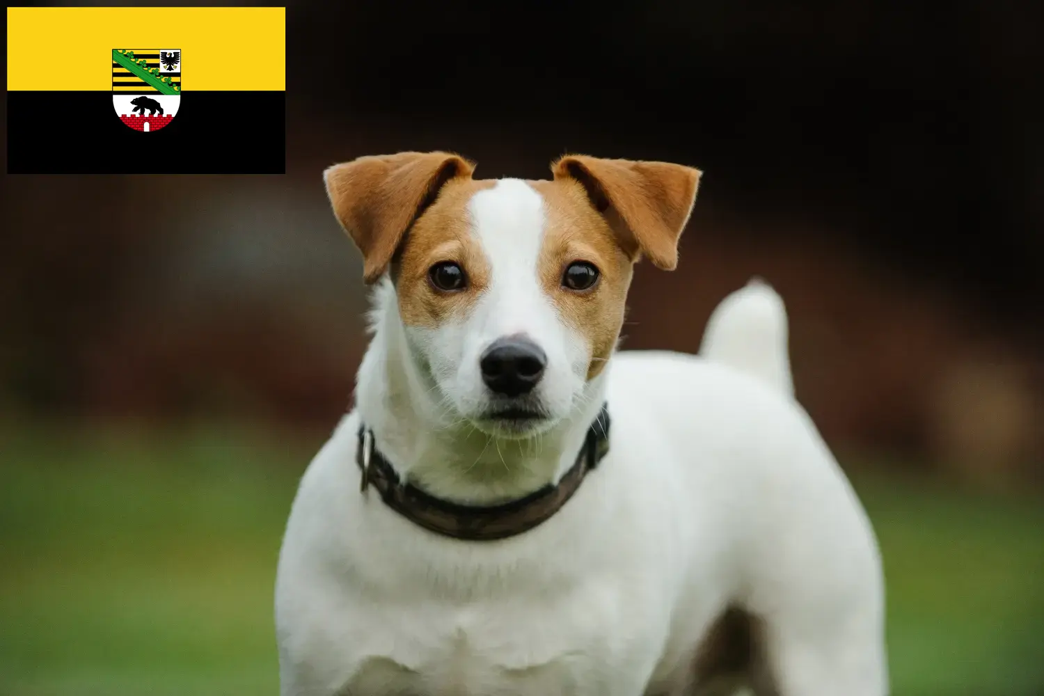 Jack Russell cachorros e criadores Saxónia-Anhalt Encontre aqui criadores de Jack Russell em Saxónia-Anhalt.