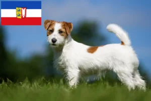 Read more about the article Criadores de Jack Russell e cachorros em Schleswig-Holstein