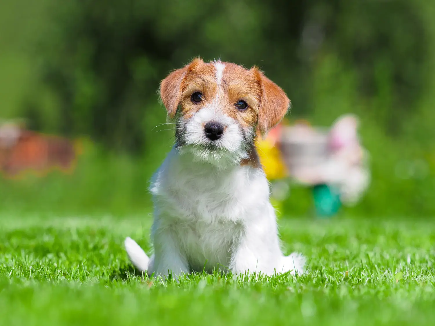 Comprar um cachorro Jack Russell significa assumir a responsabilidade! Comprar cachorros Jack Russell.