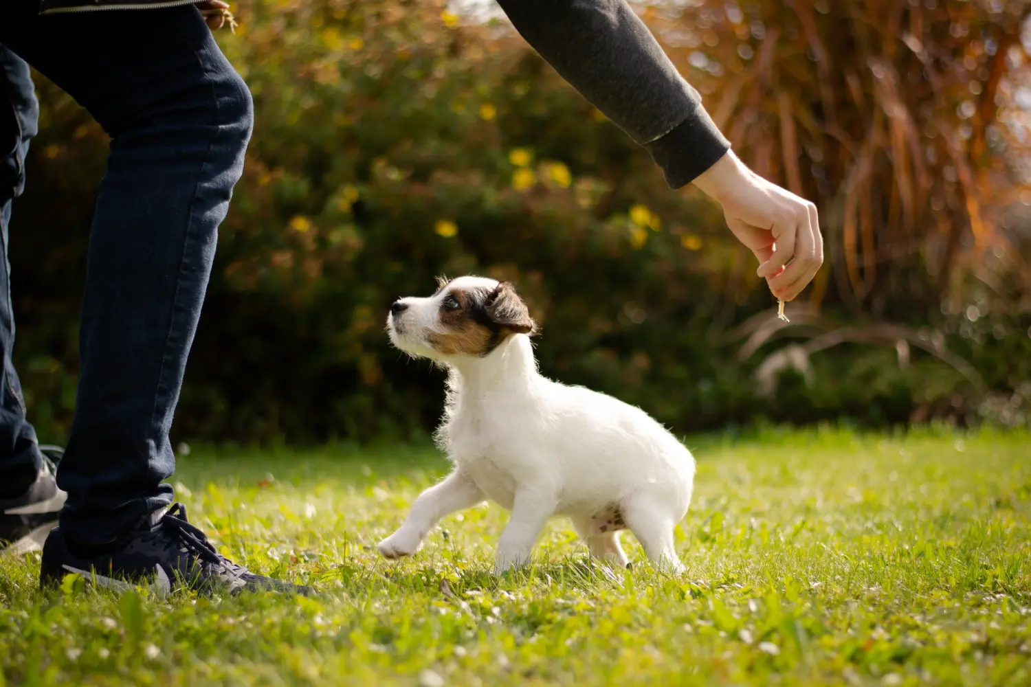Comprar um cachorro Jack Russell significa assumir a responsabilidade! Comprar cachorros Jack Russell.